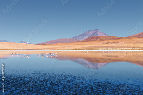 Landscape of flamingos and volcanoes in the Hedionda lake, Bolivia