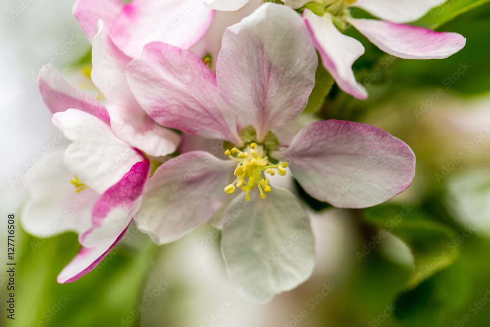 Fototapeta premium flowers of apple tree