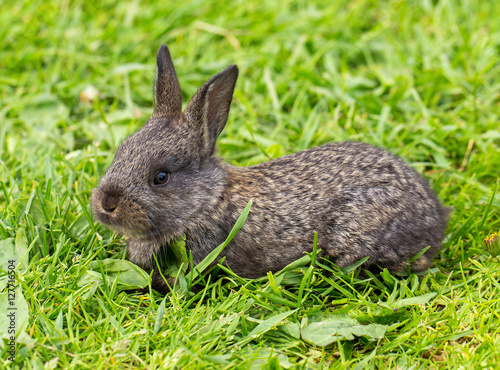 gray bunny in green grass © percent