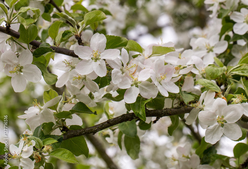 blossoming apple tree