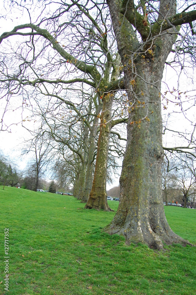 Fototapeta premium dry trees