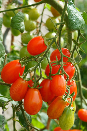 green plant with tomatoes