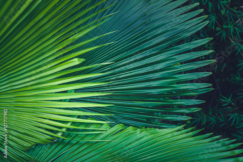 Obraz liście palmowe i ciemnozielone tło