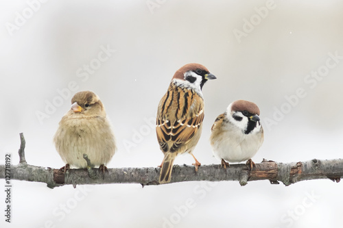Funny little birds, the sparrows sitting on a branch in winter