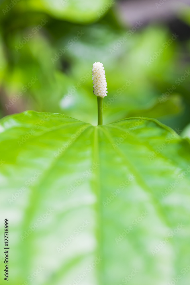 Wildbetal leaf bush green and white young flower Wildbetal leaf bush green and white young flower