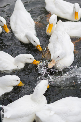 Fototapeta Naklejka Na Ścianę i Meble -  White duck are swimming in water