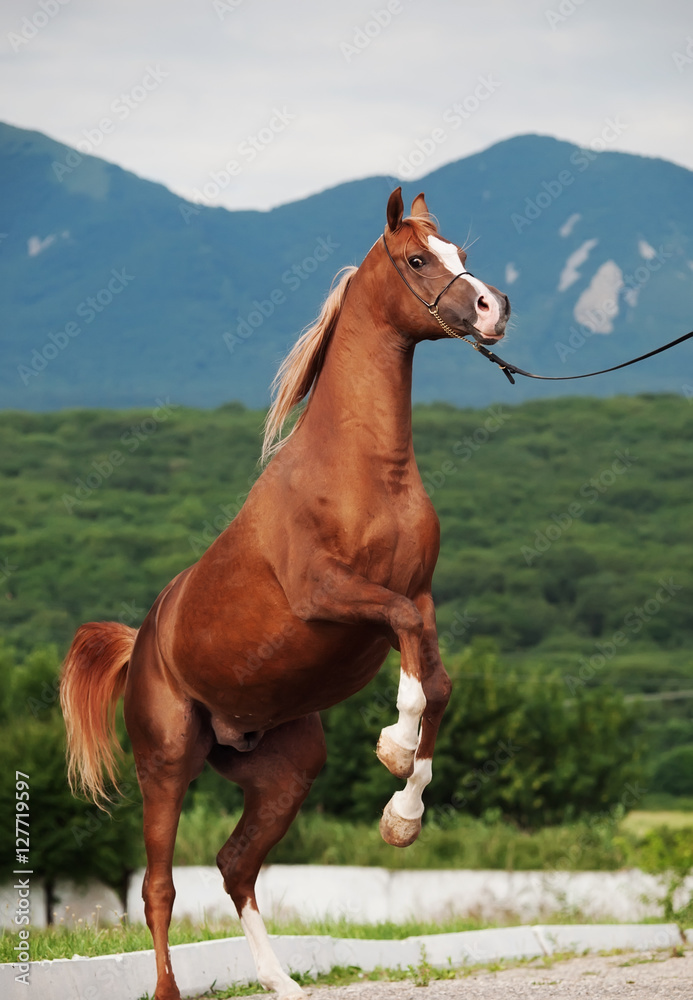 arabian chestnut stallion rearing. at mountain background