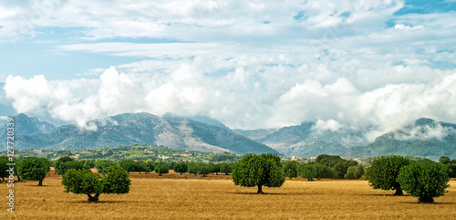 Beautiful sunny meadow with mountains behind.