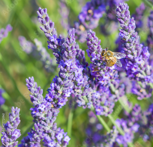 Blurred summer background of  lavender flowers with bee   soft focus   Lavender Field in the summer   lavender flowers