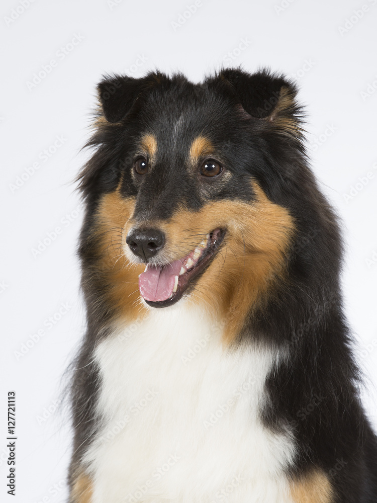 Shetland sheepdog portrait. Image taken in a studio.