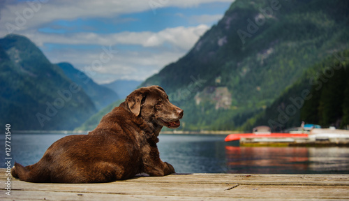 Senior Chocolate Labrador Retriever on dock with mountain lake background