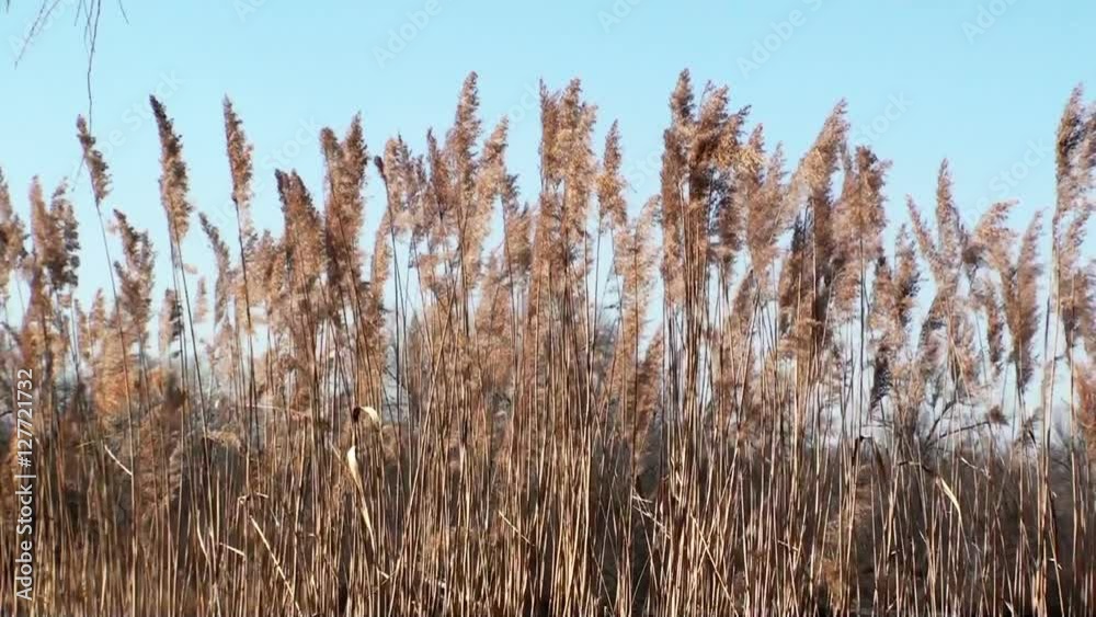 Dry reeds swaying in the wind against a blue sky. HD 1920x1080 video clip Dry reeds swaying in the wind against a blue sky. HD 1920x1080 video clip