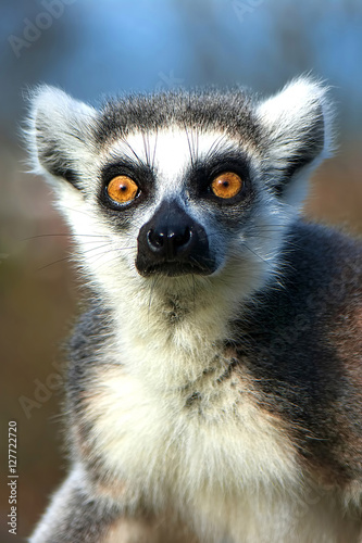 Lemur 01 © John