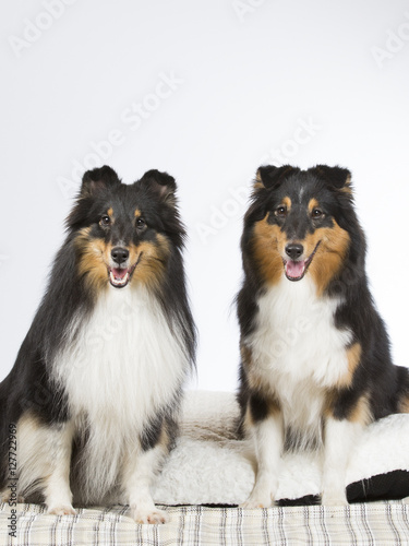 Two shetland sheepdogs in a studio.