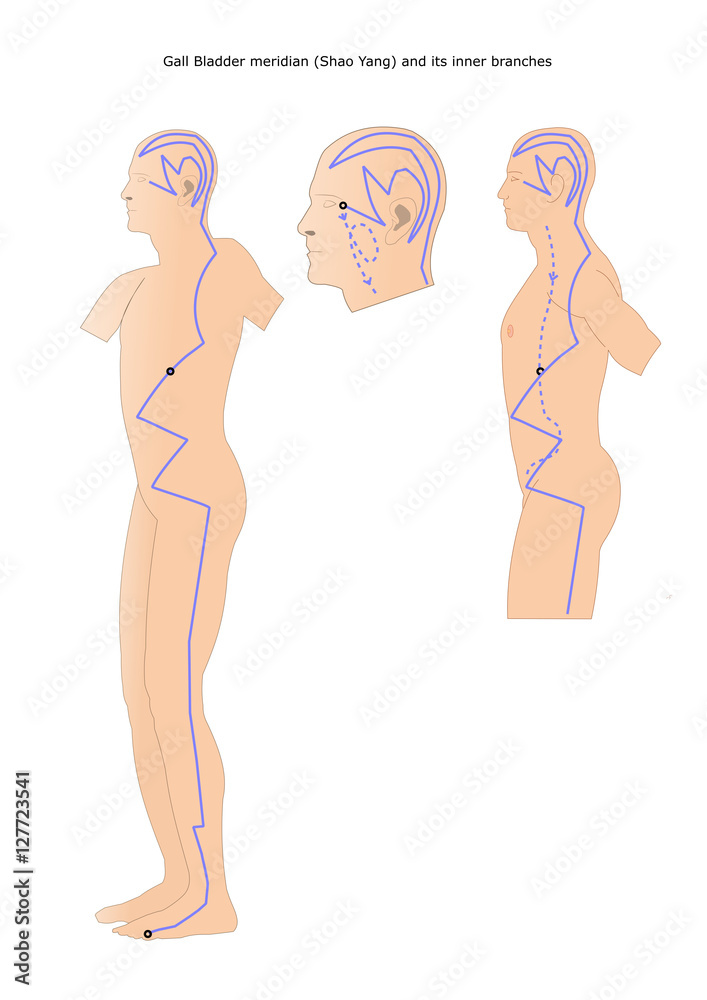 acupuncture gall bladder meridian (shao yang) and its inner branches