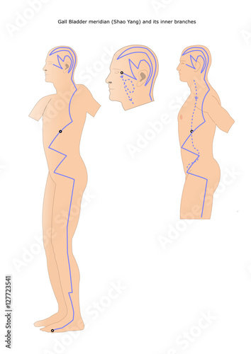 acupuncture: gall bladder meridian (shao yang) and its inner branches