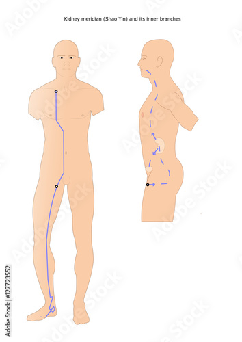 acupuncture: kidney meridian (shao yin) and its inner branches