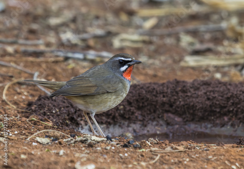 Beautiful bird in nature Siberian Rubythroat  photo