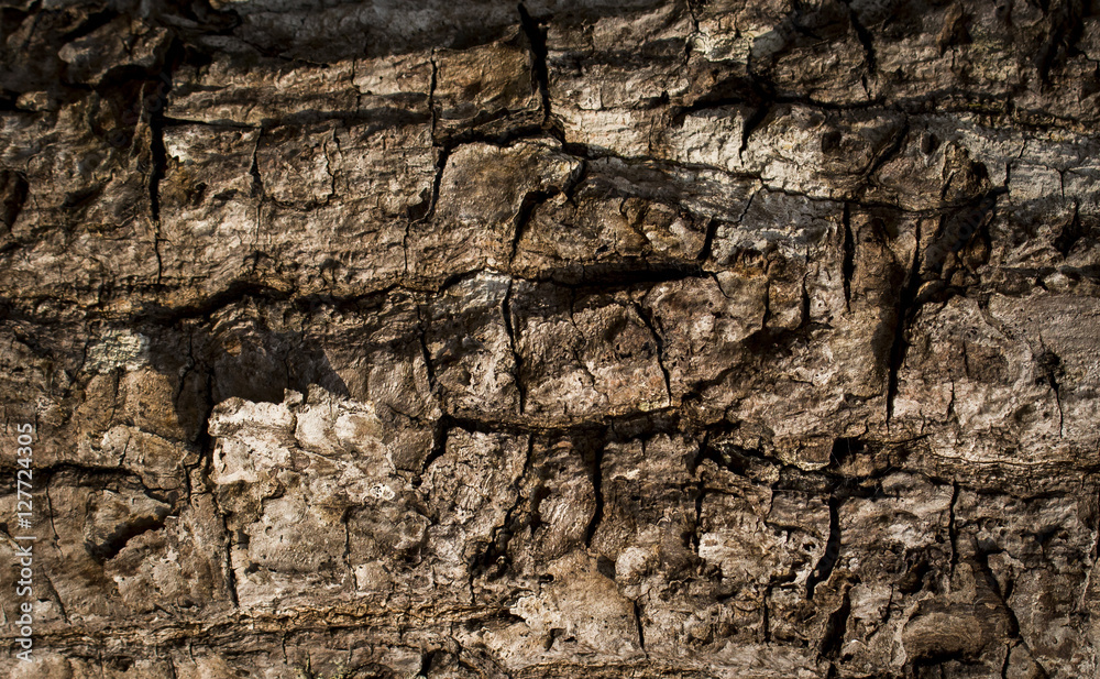 tree texture bark wood background, nature background tree texture bark wood background, nature background