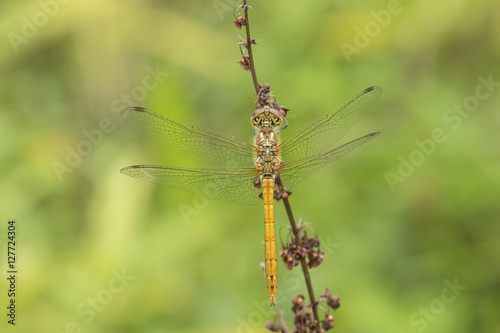 Vagrant darter Sympetrum vulgatum male