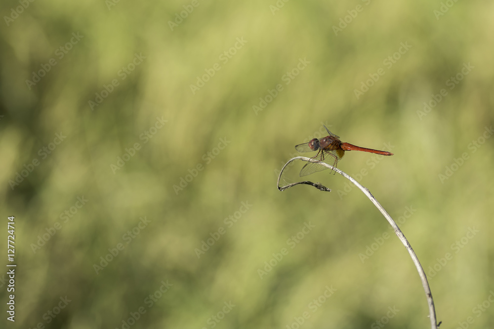 Obraz premium Dragonfly on dry leaf. background blur