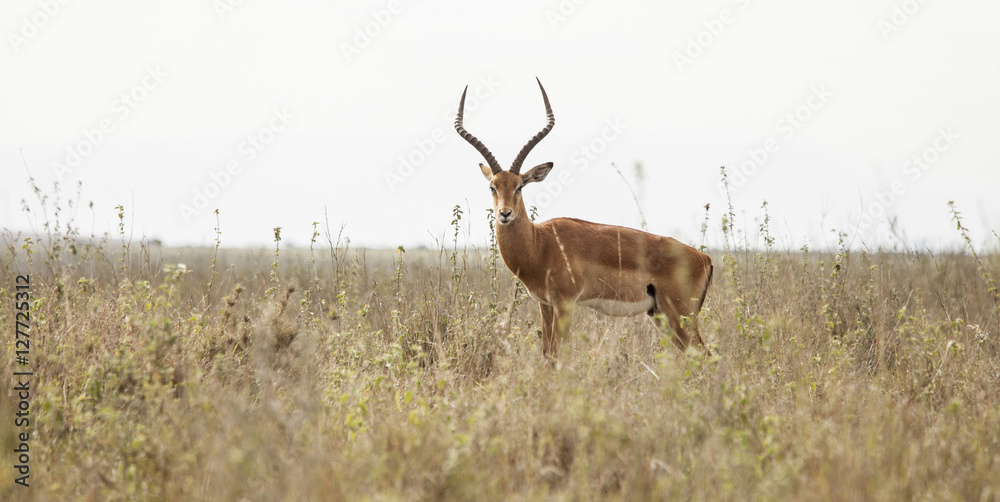 Fototapeta premium Impala and Kenyan landscape