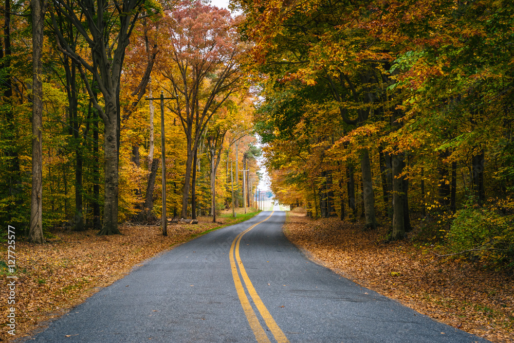 Autumn color along Carmichael Road, near Wye Island, Maryland.