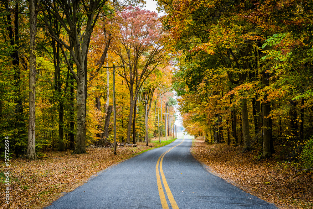 Fototapeta premium Autumn color along Carmichael Road, near Wye Island, Maryland.