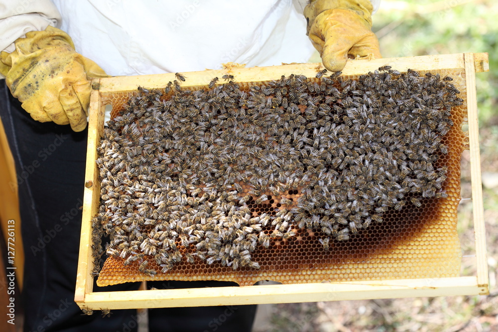 Imker mit Bienen auf Rahmen Imker mit Bienen auf Rahmen