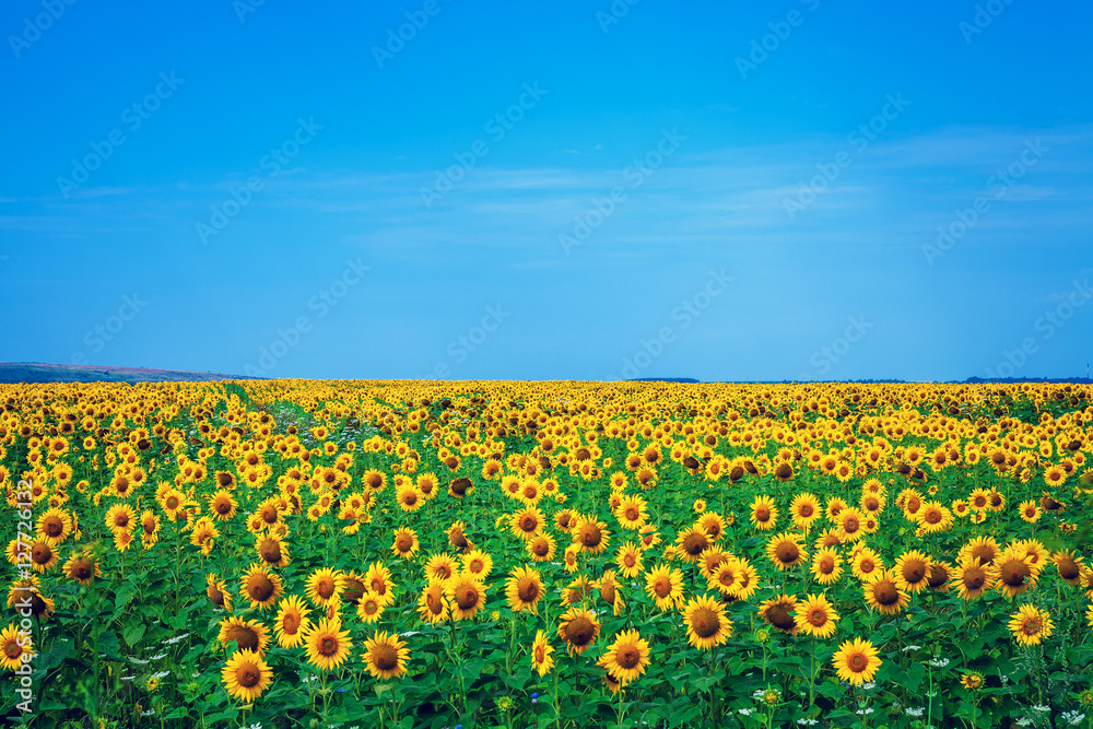 Fototapeta premium Field of Yellow. A field of sunflowers