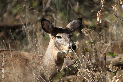 Whitetail Deer doe in early morning light fall