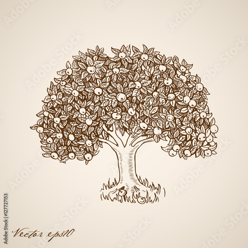 Engraving vintage hand drawn vector fruit tree doodle collage