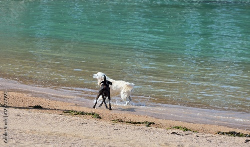 Deux chiens s amusent sur une plage en Bretagne