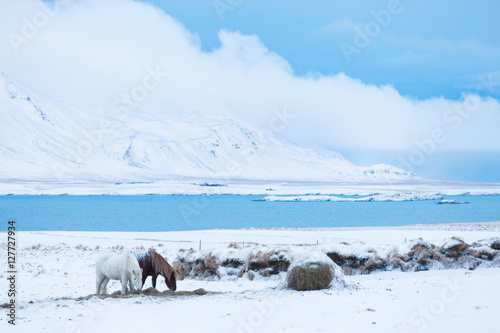 Fototapeta Naklejka Na Ścianę i Meble -  Icelandic horses in  winter pasture with snow, Iceland.