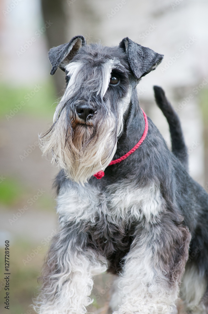 portrait of miniature schnauzer close up