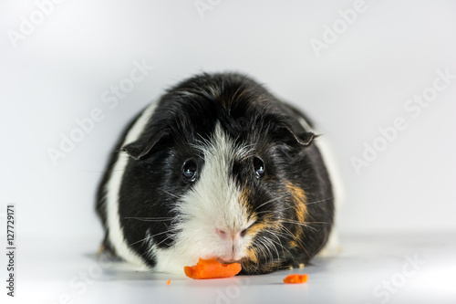 Guinea Pig