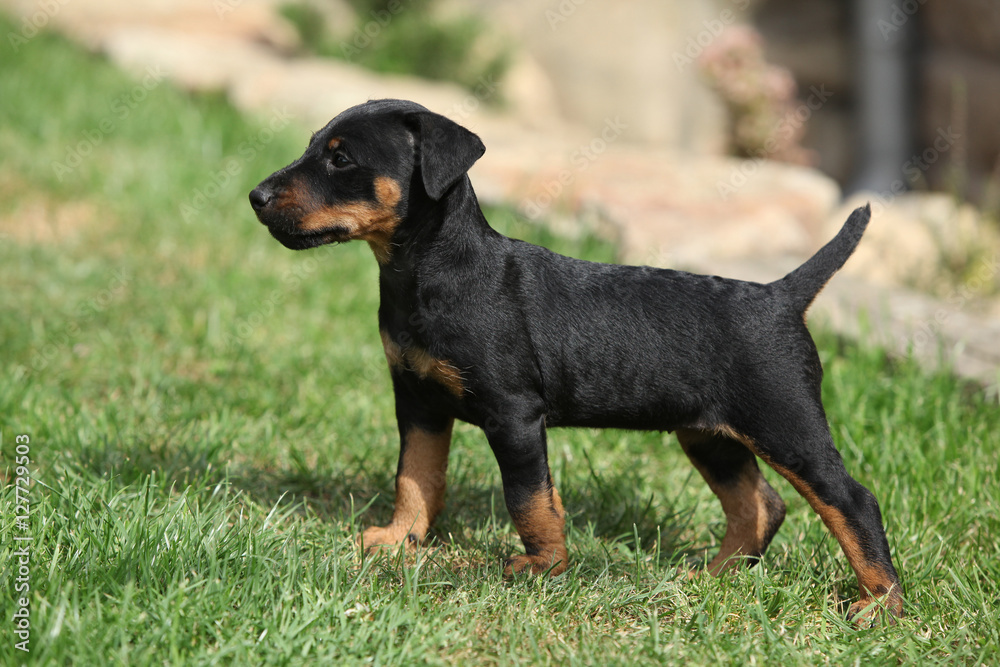 Beautiful puppy of German Hunting Terrier