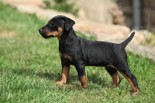 Beautiful puppy of German Hunting Terrier