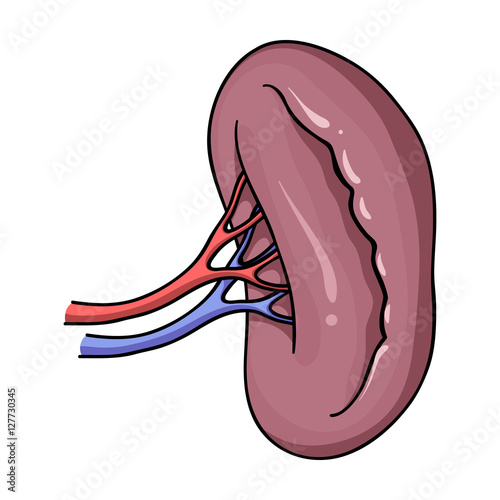 Human kidney icon in cartoon style isolated on white background. Human organs symbol stock vector illustration.