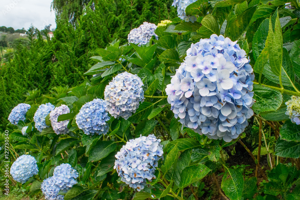 Soft blue hydrangea row of bushes in park of flowers Dalat Vietnam