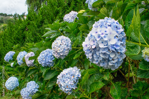 Obraz na płótnie Soft blue hydrangea row of bushes in park of flowers Dalat Vietnam w salonie