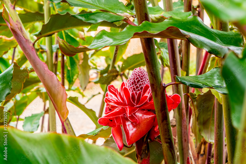 Ginger Red large flower at a tropical tree in asia, park of flowers dalat vietnam