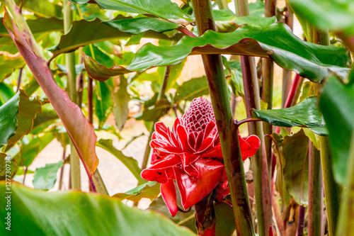 Ginger Red large flower at a tropical tree in asia, park of flowers dalat vietnam