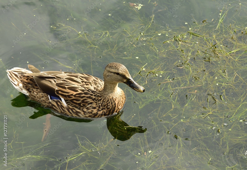 Florida Mottled Duck swimming in a pond. Florida Mottled Duck swimming in a pond.