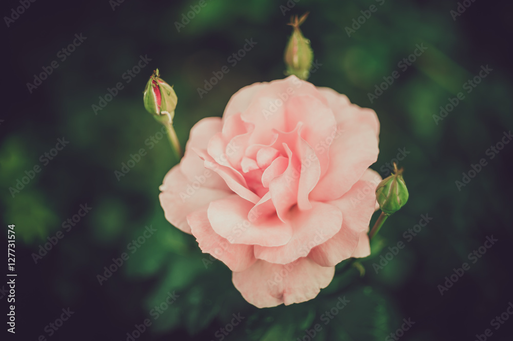 Pink Rose Blooming in Garden. Delicate pink roses on the green background