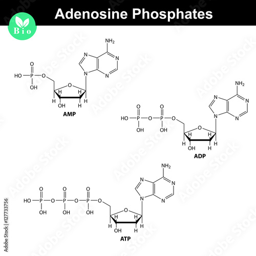 ATP, ADP and AMP chemical structures