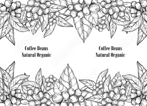 Coffee branch.Natural organic caffeine. Plant with coffee leaf,berry,bean,fruit, seed. Hand drawn vintage coffee collection vector illustration.