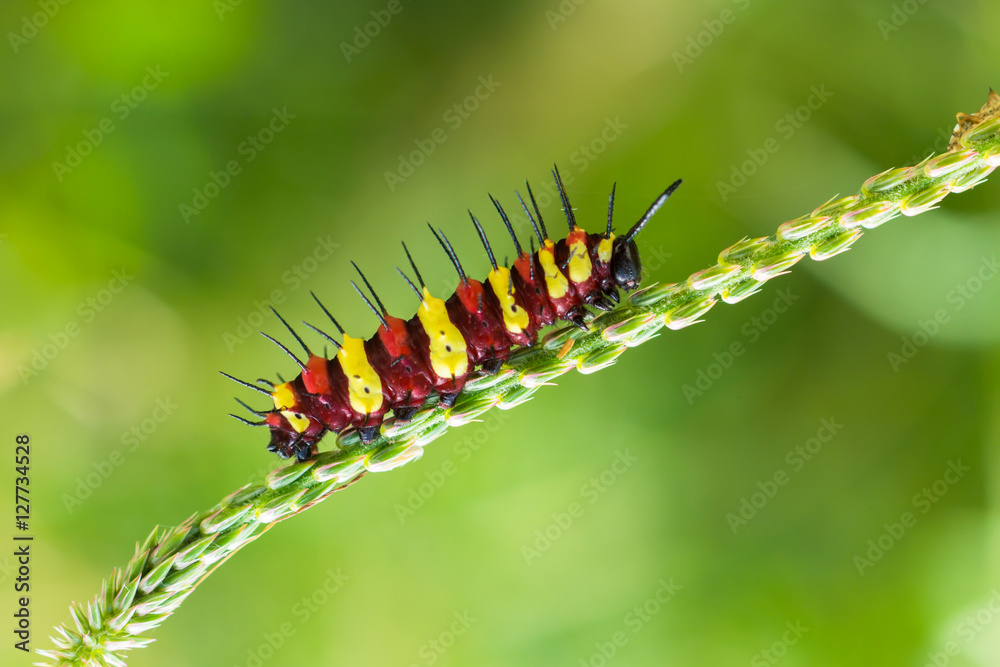 Fototapeta premium red and yellow caterpillar