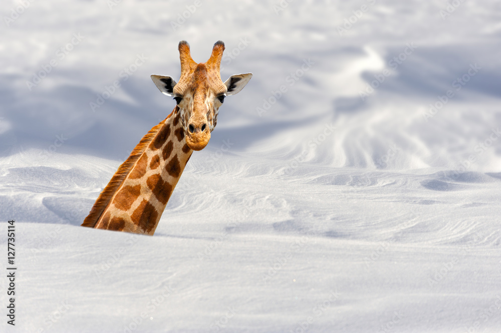Naklejka premium Giraffe in snow