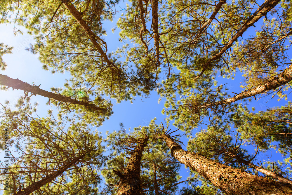 Fototapeta premium Canopy Of Tall Pine Trees. Upper view Branches Of Woods with warm light in the morning, vintage style.